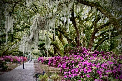 Community Avenue of Oaks