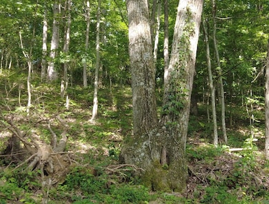 John Ward Rd, Peebles, OH 45660 - photo 4