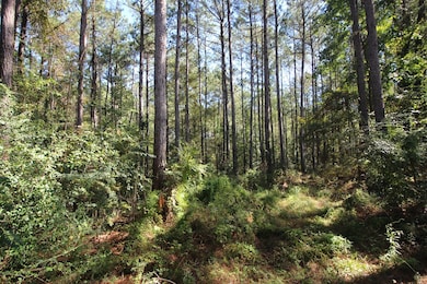Mature pine plantation