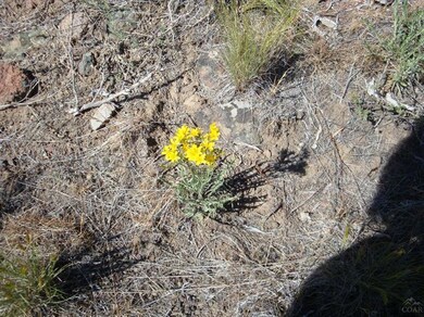 2438 SW 43rd St, Redmond, OR 97756 - photo 6