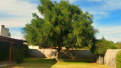 Yale Olive Tree