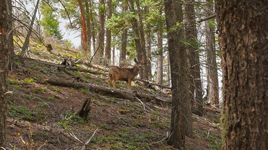 13511 S Firedog Way, Larkspur, CO 80118 - photo 6