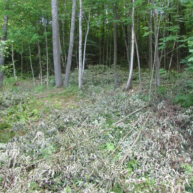 00 South St, Littleton, NH 03561 - photo 2