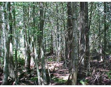 Land/Lot.