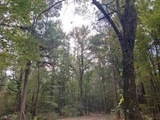 3122 County Rd, Clarksville, TX 75426 - photo 7