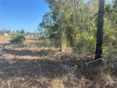 View of local wilderness