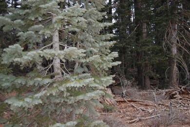 Loaded with Pines