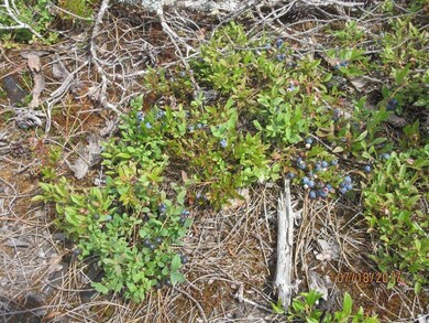 blueberries