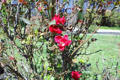 63 Trace Dr, Pittsboro, NC 27312 - photo 6