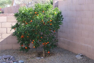 Tangerine tree
