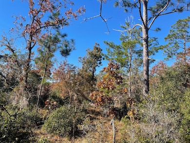 TBD Lot #18 Sea Oaks Dr, Perry, FL 32348 - photo 4