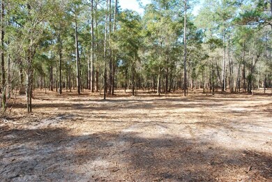 979 Lawhon Mill Rd, Crawfordville, FL 32327 - photo 4