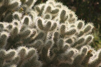 SONORAN DESERT