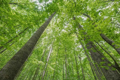 2624 Old Graham Rd, Pittsboro, NC 27312 - photo 7