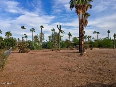 PALM TREE VIEWS