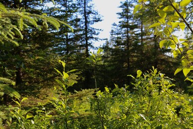 Stone River Lot 7