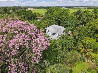 SILK FLOSS IN FULL BLOOM. 