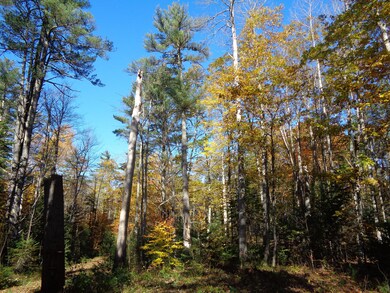 Mixed woods