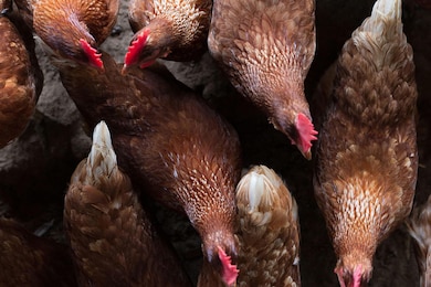 4023 Chantey Crest, Johns Island, SC 29455 - photo 6