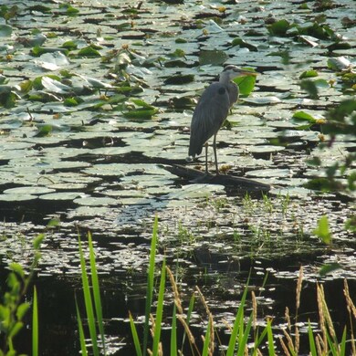 12629 Crane Mountain Rd, Bigfork, MT 59911 - photo 6