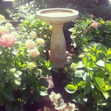 Bird bath