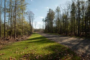Lot 4 Fiddlehead Road