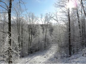 0 Sumner Rd unit Lot 7, Ludlow, VT 05149 - photo 5