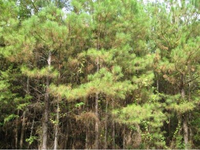 10.2 ac. Hidden Leaf Trail, Nacogdoches, TX 75964 - photo 3