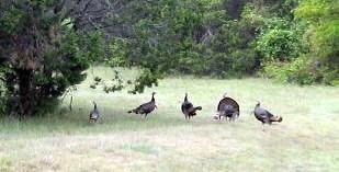 1479 Twin Oak Dr, Whitney, TX 76692 - photo 2