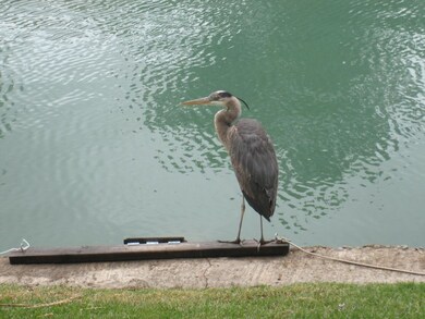 Blue Herron