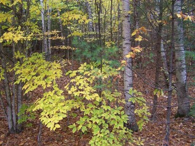 0 Pinnacle Rd unit Lot 9, Campton, NH 03223 - photo 4