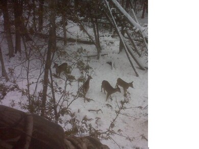 wildlife