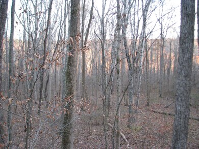 National Forest at back of property