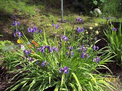 flowers1