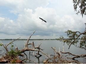 285 Stewart Dr, Merritt Island, FL 32952 - photo 2