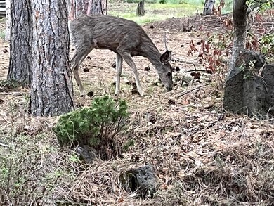 Deer 4 solo