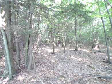 nicely wooded