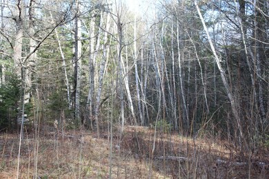 Birches rd 3