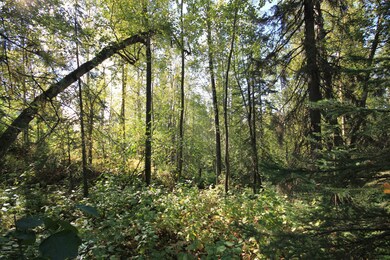 5939 E 38th Ct, Anchorage, AK 99504 - photo 5