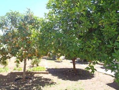 Fruit Trees