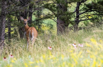 26865 Stage Stop Rd unit Pronghorn 5- Canyon, Custer, SD 57730 - photo 7