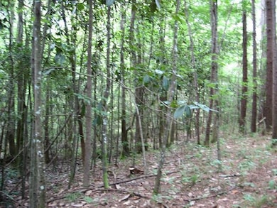 0 Athens Rd, Mendenhall, MS 39114 - photo 3