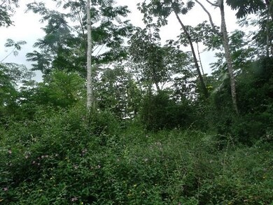 Build your dream home in the jungle