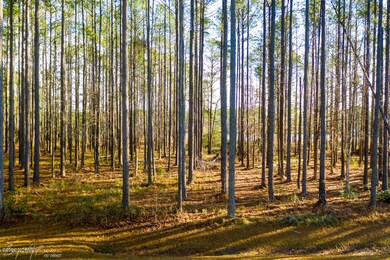 wooded lot