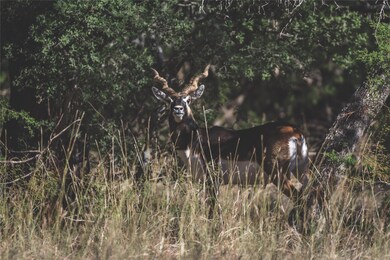62 Balcones Dr, Johnson City, TX 78636 - photo 2