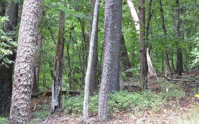 Additional View