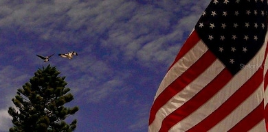 Osprey's fighting over pine tree