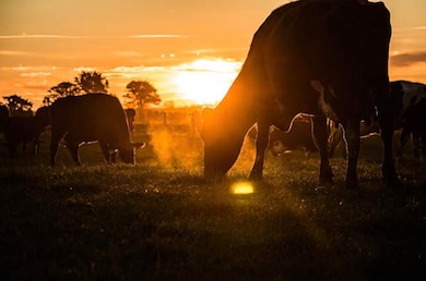 000 State Route W, Granby, MO 64844 - photo 3