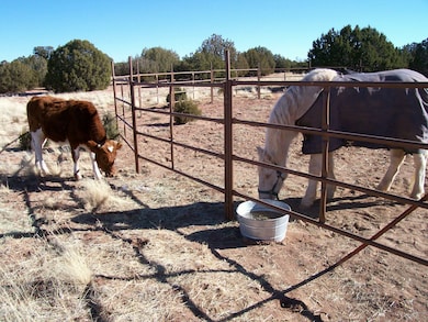 Joe in blanket with cows5
