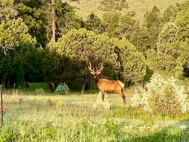 200 Meadow Ln, Mimbres, NM 88049 - photo 3